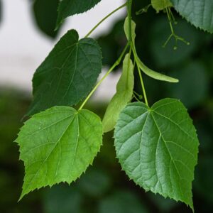 Detailed view of vibrant green leaves on a tree branch, showcasing nature's beauty.